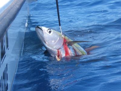 95-pounder Boatside- WOO-HOO!!